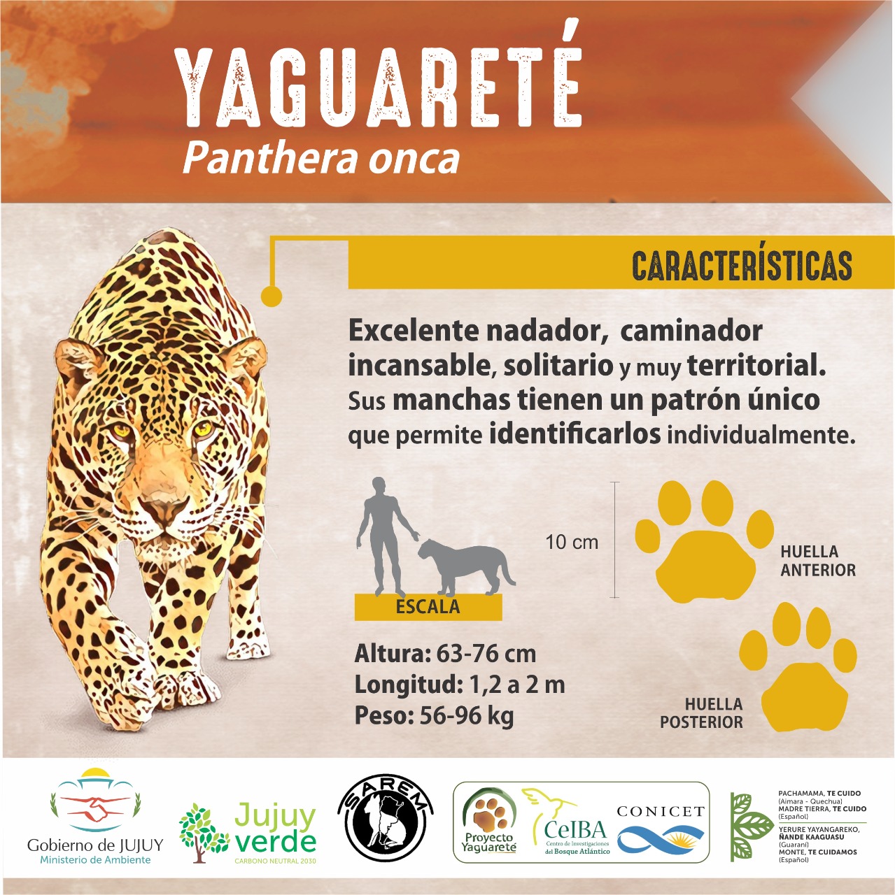Infografía yaguareté carrousell 2