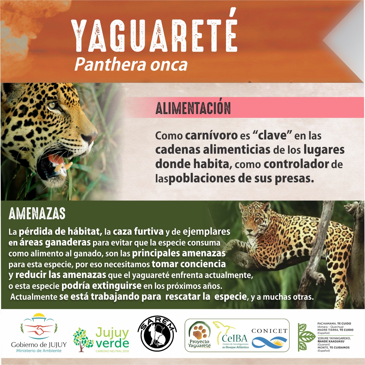 Infografía yaguareté carrousell 3
