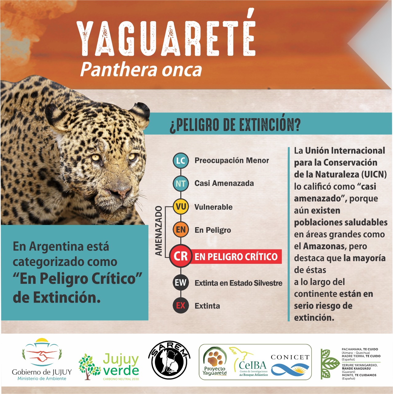 Infografía yaguareté carrousell 4