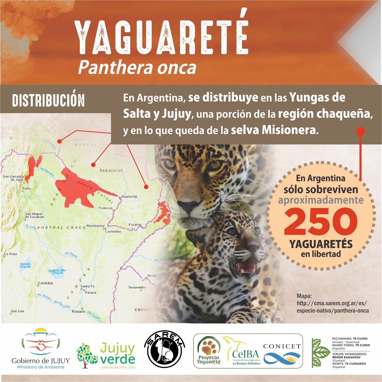 Infografía yaguareté carrousell 5